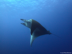 Mobula tarapacana