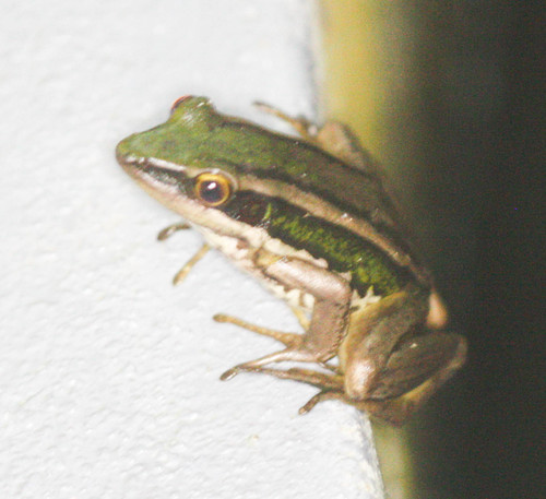 Hylarana erythraea