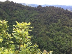 Rhus javanica