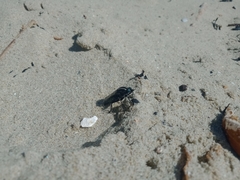 Megathereva atritibia