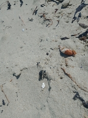 Megathereva atritibia