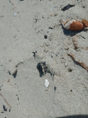 Megathereva atritibia