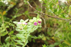Polygala myrtifolia