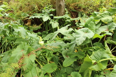 Zantedeschia aethiopica
