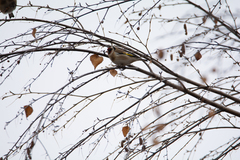 Carduelis carduelis