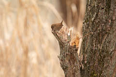 Troglodytes troglodytes