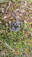 Thaumetopoea herculeana