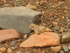 Poyntonophrynus vertebralis