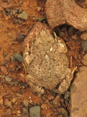 Poyntonophrynus vertebralis