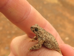 Poyntonophrynus vertebralis