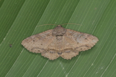 Zale fictilis