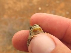 Poyntonophrynus vertebralis