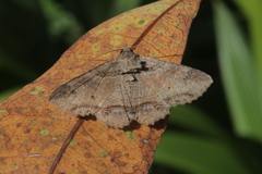 Zale fictilis