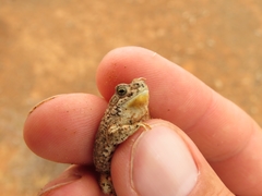 Poyntonophrynus vertebralis