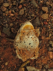 Poyntonophrynus vertebralis