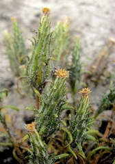Podotheca angustifolia