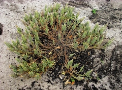 Podotheca angustifolia