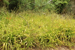 Allium triquetrum