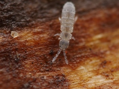 Vertagopus pseudocinereus