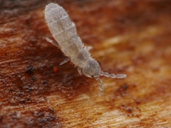 Vertagopus pseudocinereus