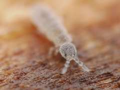 Vertagopus pseudocinereus