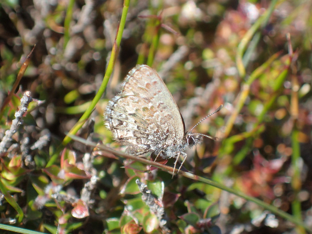 Montane Heath-blue