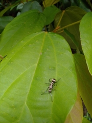 Polyrhachis cupreata