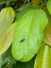 Polyrhachis cupreata