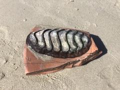 Chitonoidea