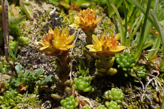 Sedum alpestre