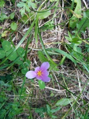 Colchicum autumnale