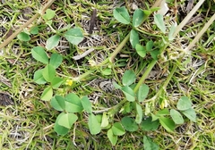 Medicago
