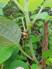 Cylindralcides saundersii