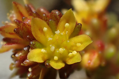 Sedum alpestre