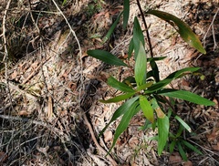Hakea eriantha