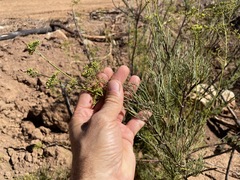 Anginon fruticosum