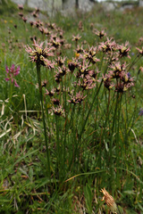Juncus jacquinii