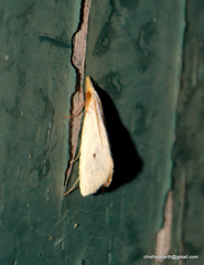 Scirpophaga