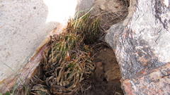 Haworthiopsis fasciata