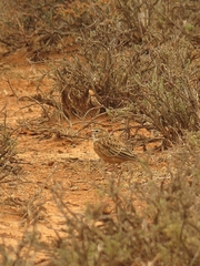 Spizocorys conirostris