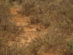 Spizocorys conirostris