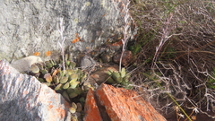 Adromischus cristatus