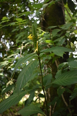 Barleria oenotheroides