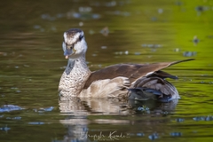 Cotton Pygmy-Goose photo 2