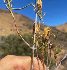 Pteronia flexicaulis