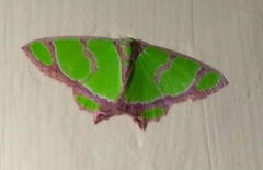 Agathia hilarata