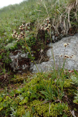 Luzula alpinopilosa