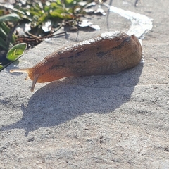 Drusia valenciennii