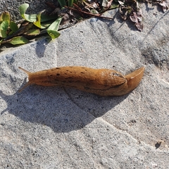 Drusia valenciennii