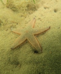 Astropecten preissi